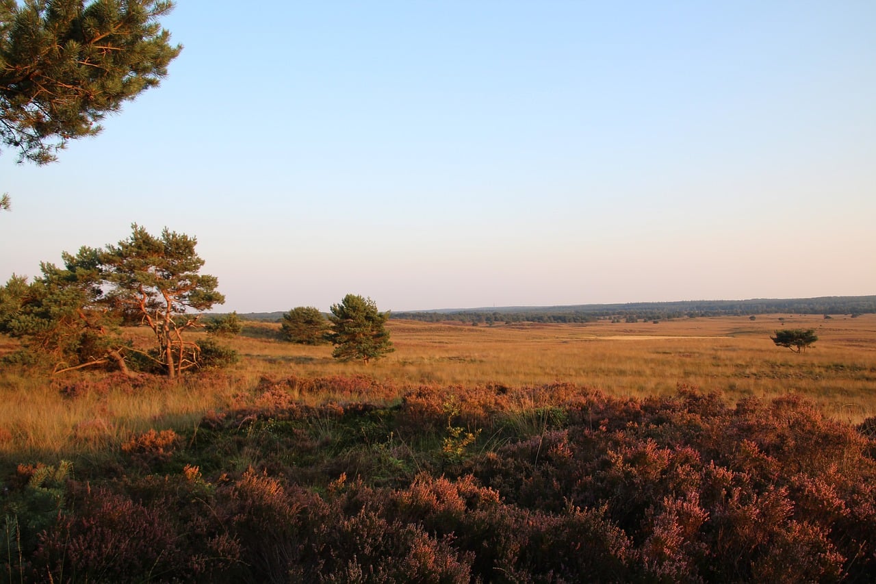 Uitgerekte heidevlakte van de Veluwe met straks blauwe lucht Uitgerekte heidevlakte van de Veluwe met straks blauwe lucht