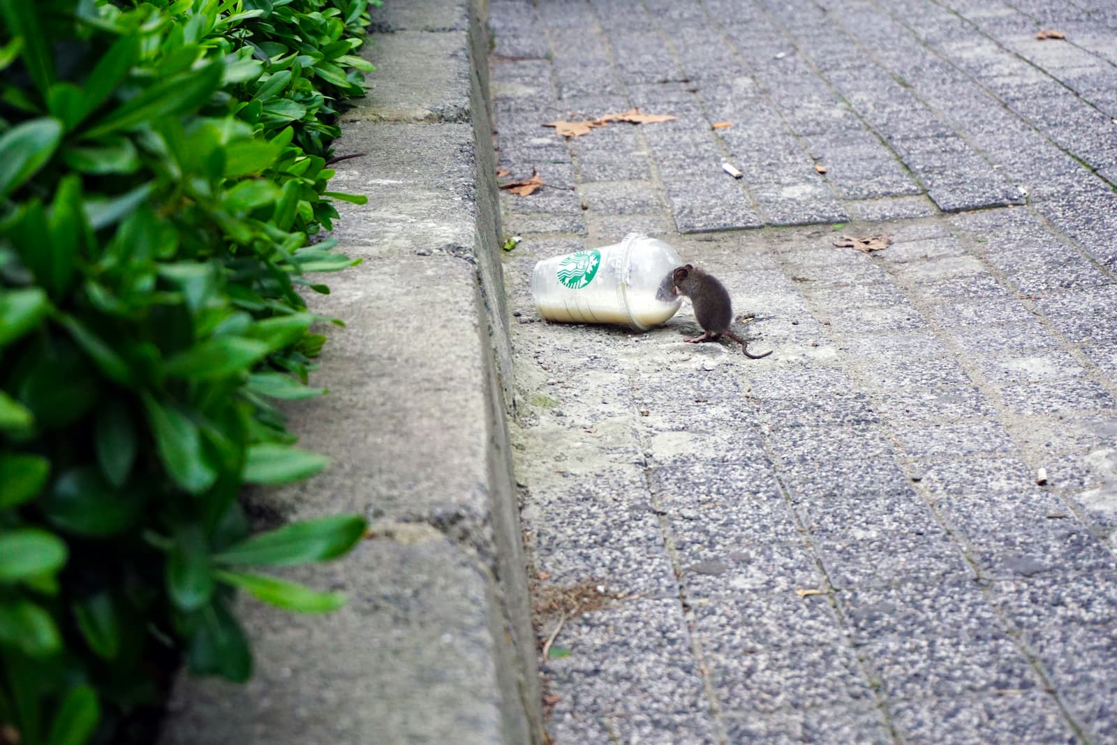Een muis snuffelt aan een starbucksbeker die op de grond ligt Een muis snuffelt aan een starbucksbeker die op de grond ligt