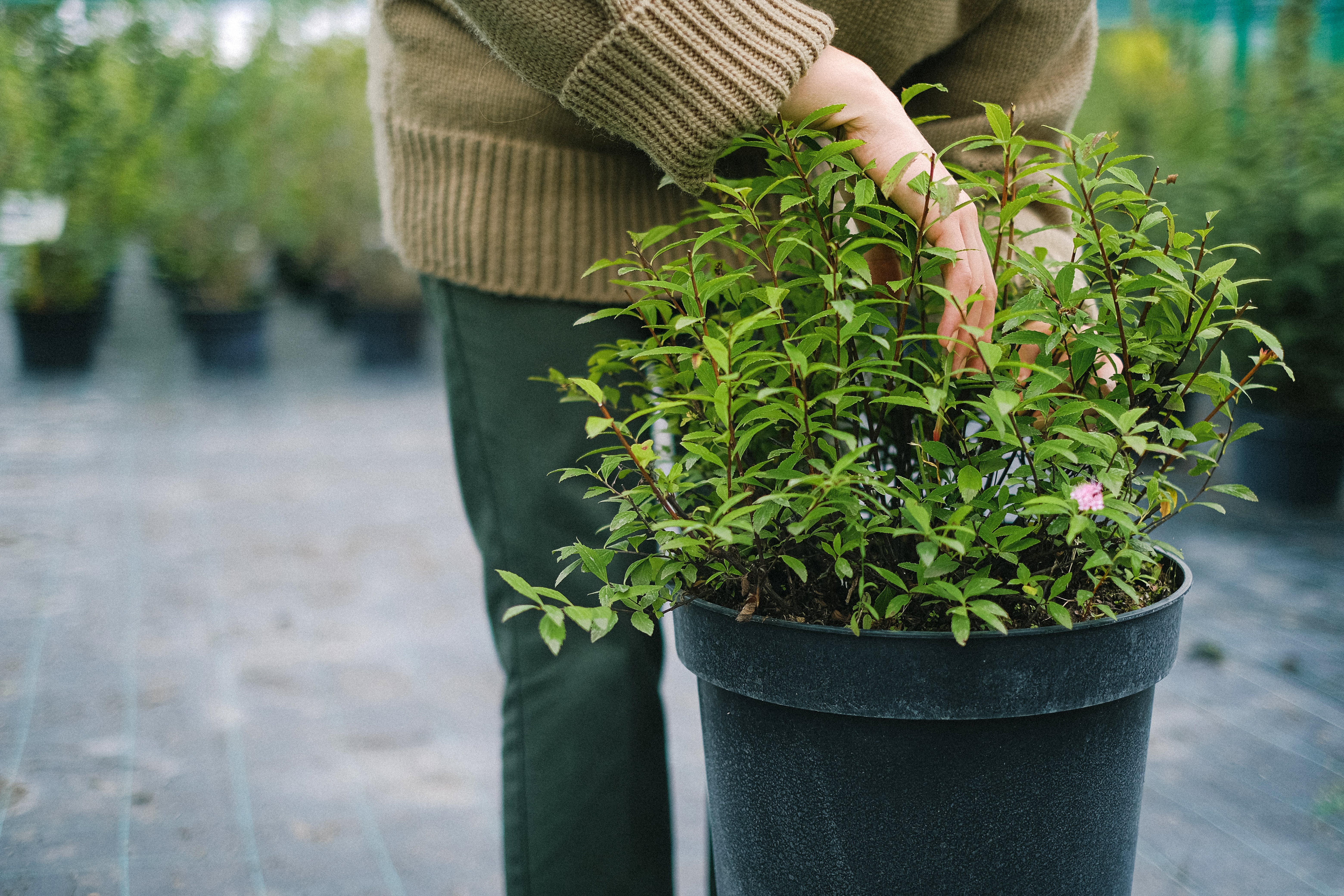 vrouw met pot vol Thaise basilicum vrouw met pot vol Thaise basilicum
